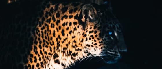Yggdrasil Partners ReelPlay për të lëshuar Jaguar SuperWays nga Bad Dingo